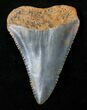 Fossil Great White Shark Tooth - #16614-1